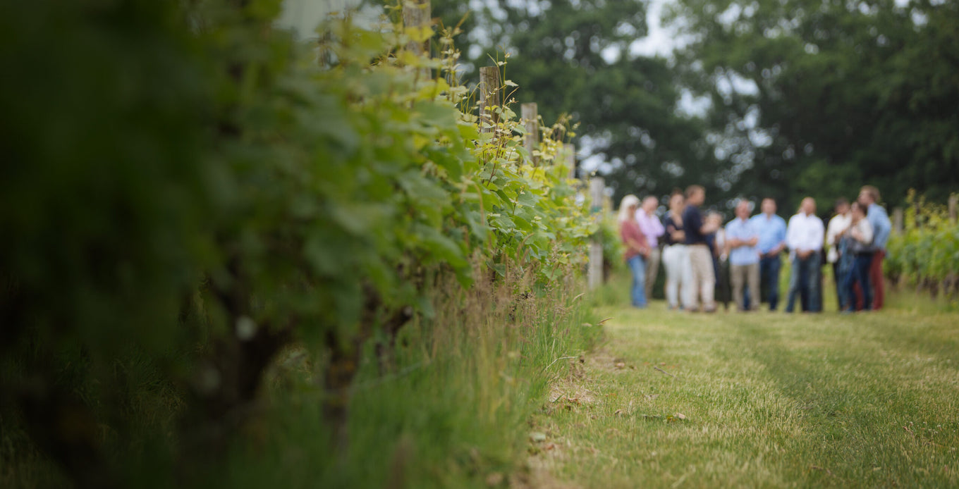 An Open Day for Locals at Nyetimber's Chartham Vineyard