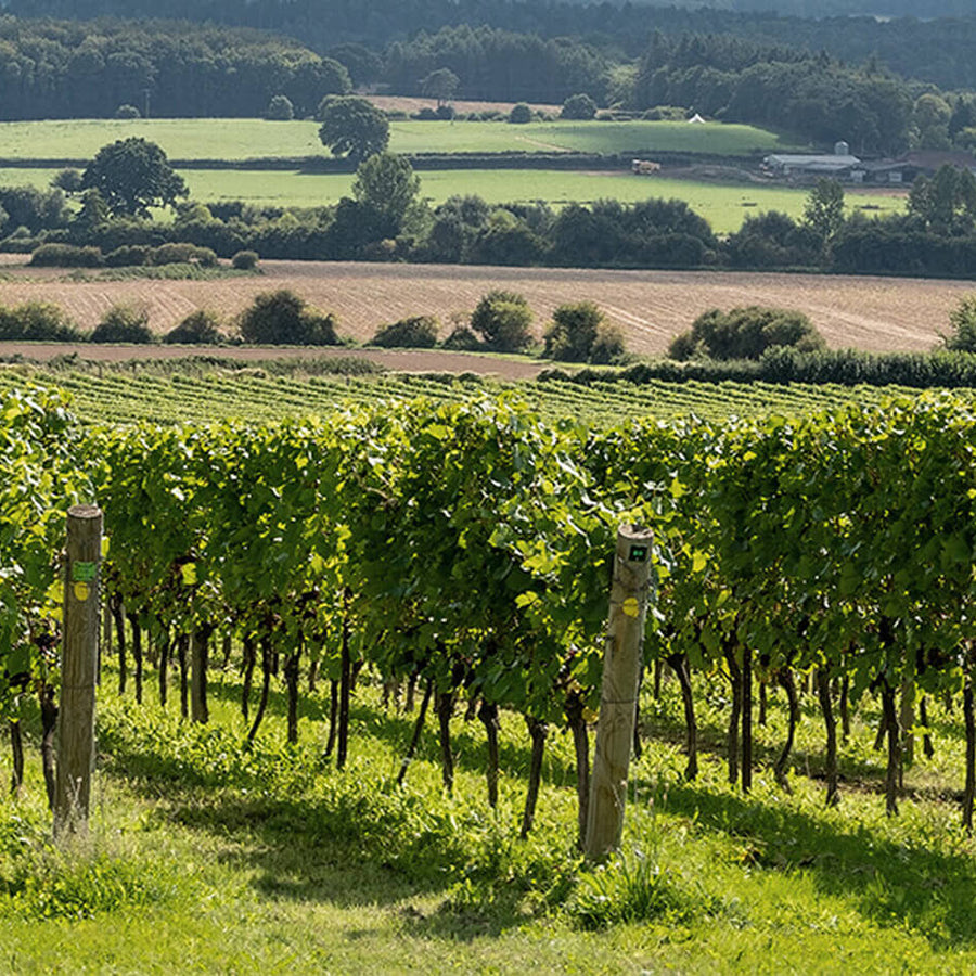 An Open Day for Locals at Nyetimber's Chartham Vineyard